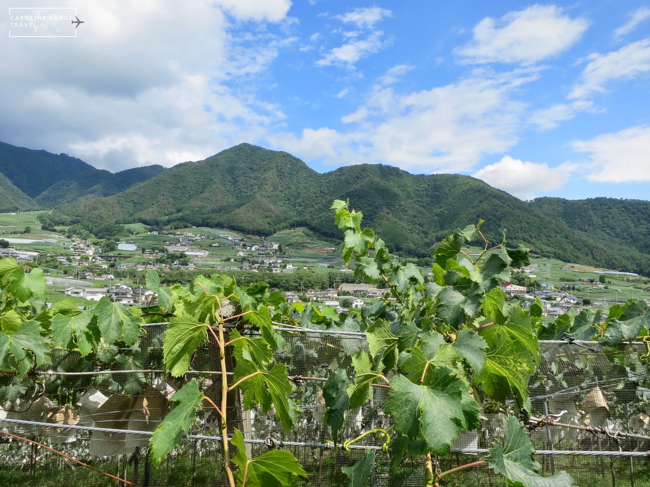 🍷 만즈와인 가츠누마 와이너리 이미지 8